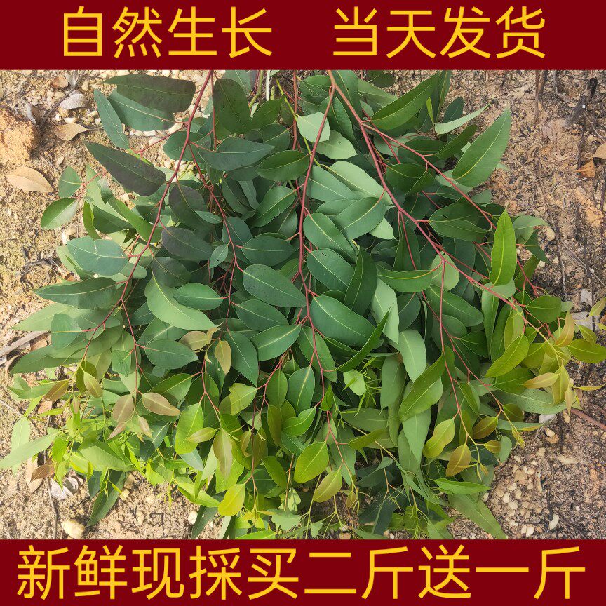 新鲜桉树叶 中草药材桉树叶 大叶桉树叶 现摘新鲜品 泡澡湿痒500g