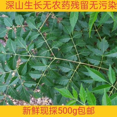 新鲜现摘苦楝树叶苦练树叶苦楝树皮外用熬水洗澡草药500克包邮