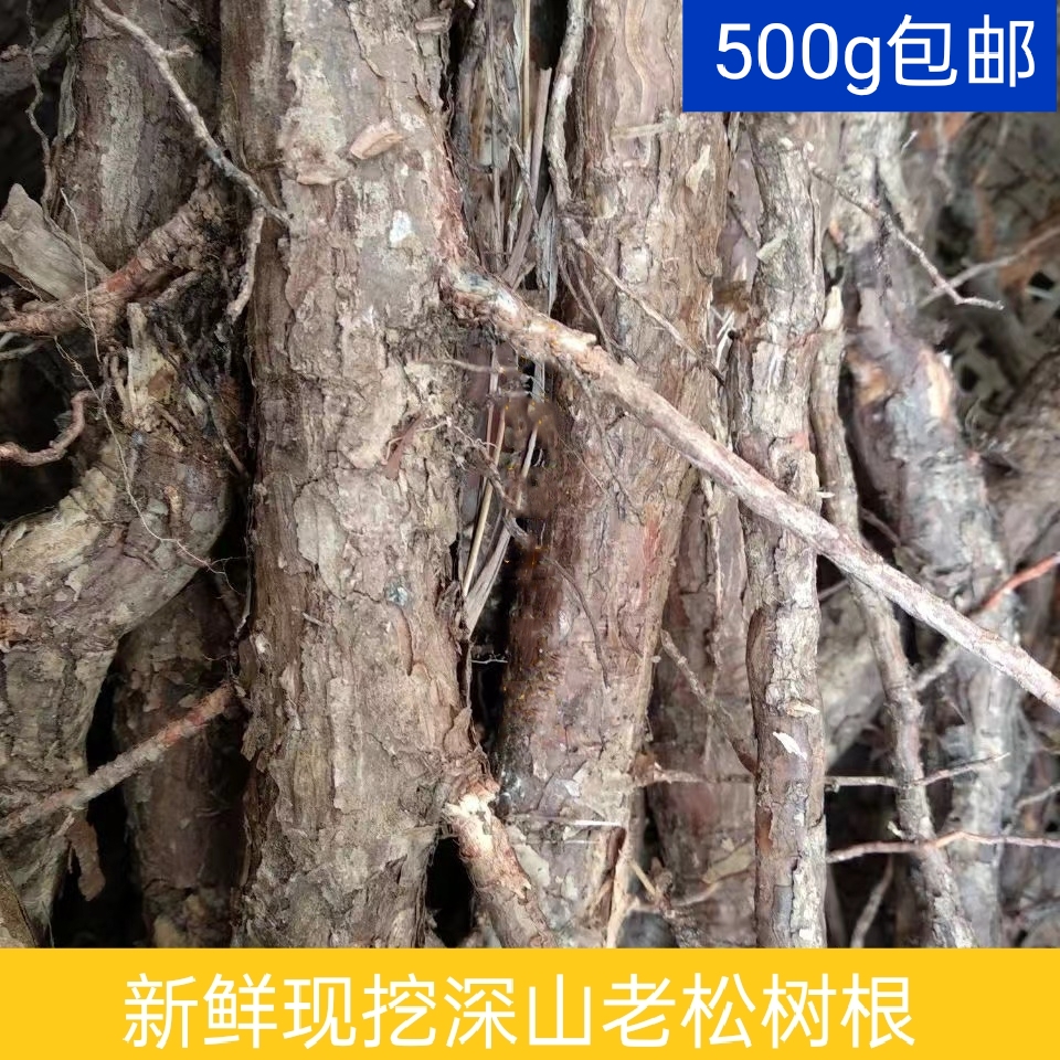 自然生长新鲜松树根二针松根松木根马尾松根天然药材泡酒泡澡材料