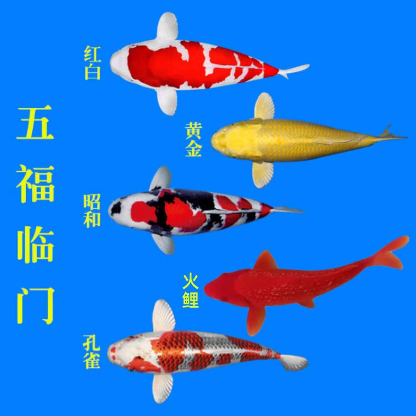 纯种锦鲤活体大型冷水淡水观赏鱼好养耐活风水招财鱼渔场直供包活