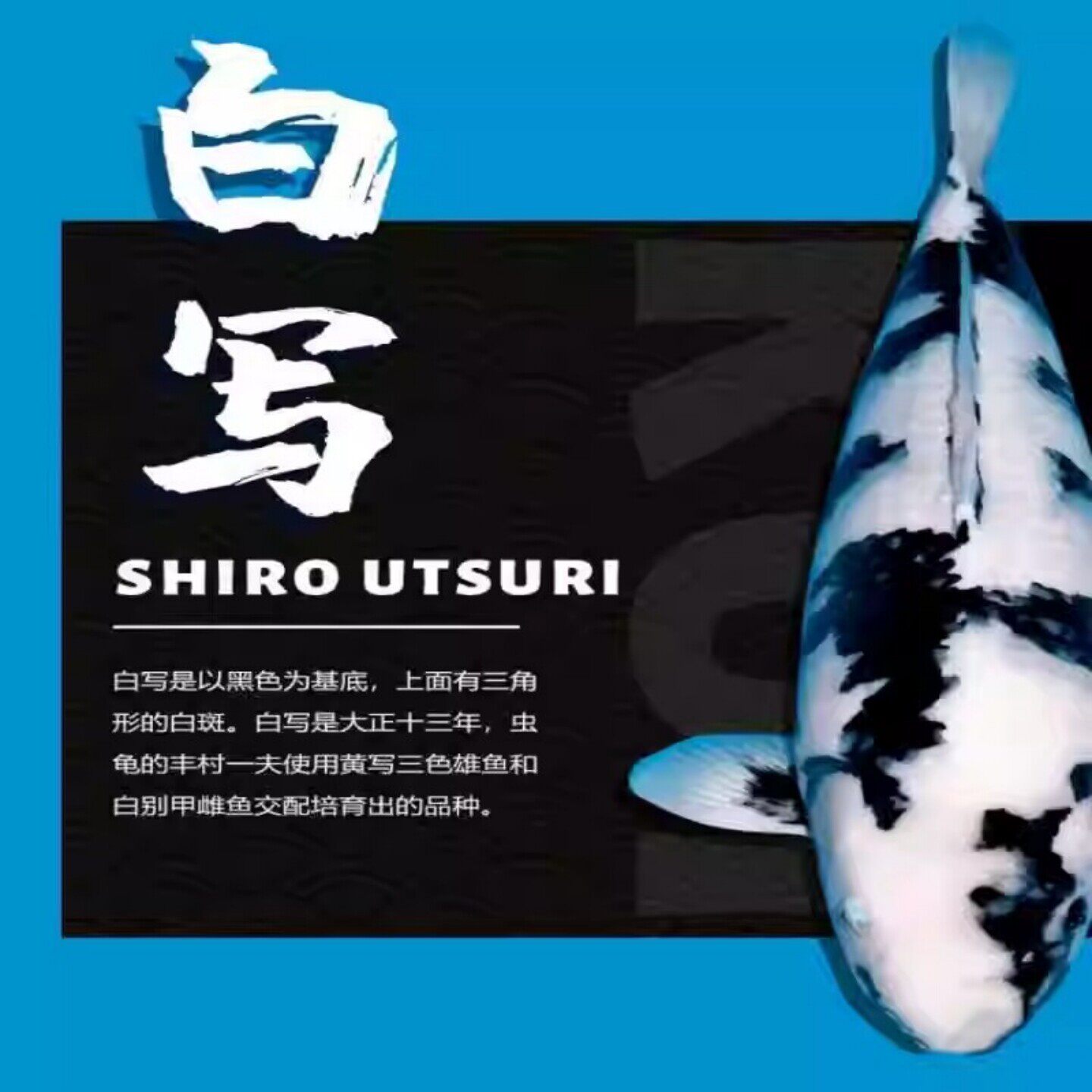 白写昭和绯写锦精品锦鲤活体纯种大型冷水淡水观赏鱼好养耐活招财