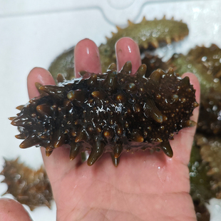 大连海鲜礼盒老人孕妇冷冻国标深海即食底播辽刺参海参