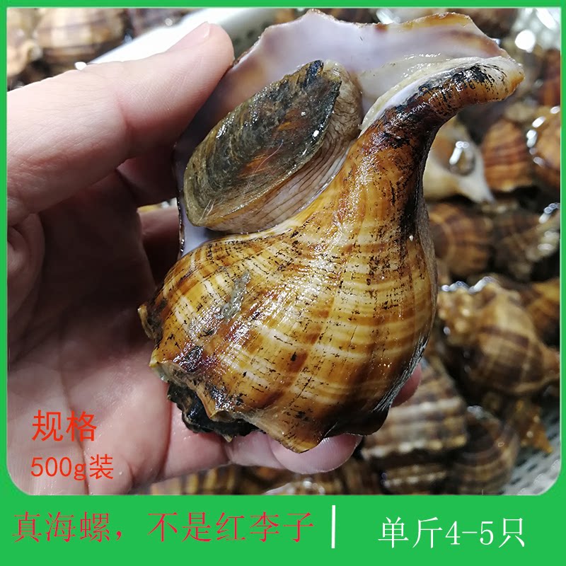 大连特产海鲜深海新鲜花螺小响螺田螺烧烤宴会聚餐鲜活香螺大海螺