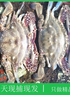 飞蟹梭子蟹大连海鲜顺丰时效