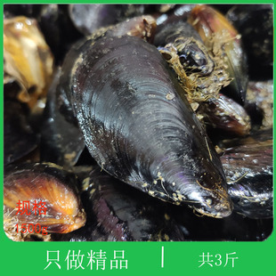 大连海鲜贻贝鲜活海虹青口贝新鲜烧烤海鲜野生淡菜海红特大青口螺