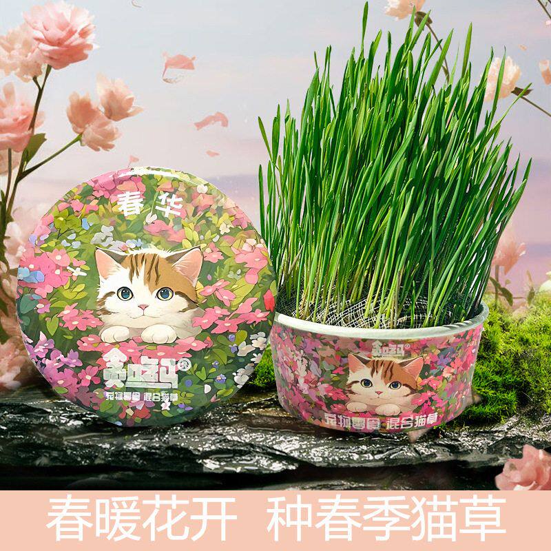 零食草猫猫混合草猫草猫草无土猫春季马贪吃
