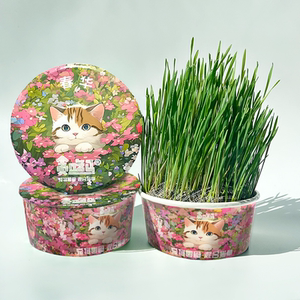 贪吃马无土猫草混合麦燕麦