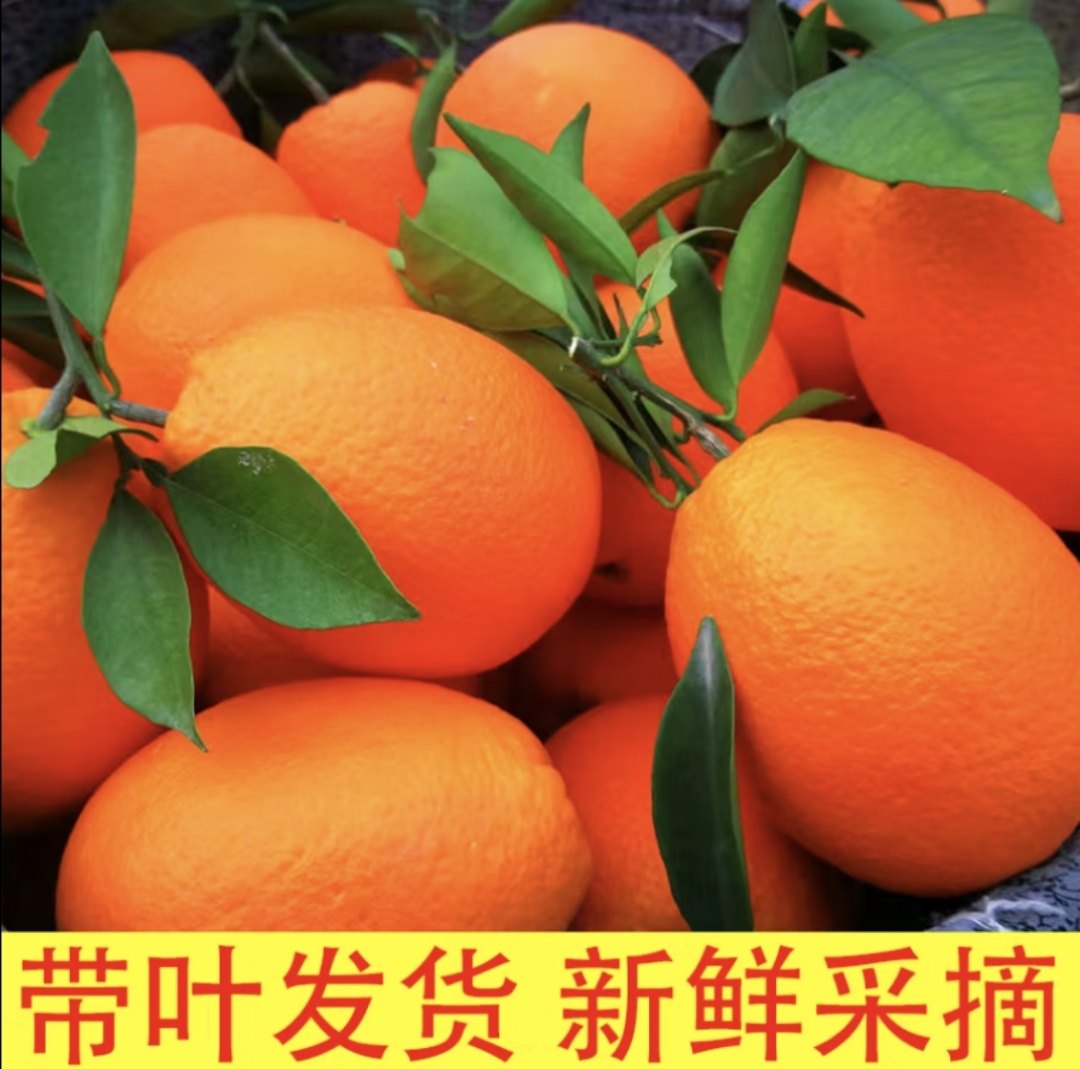 云南脐橙纽荷尔现摘当季新鲜孕妇水果手剥甜橙子,水产肉类/新鲜蔬果/熟食,橙,淘宝优惠券,粉丝福利购,淘宝优惠卷