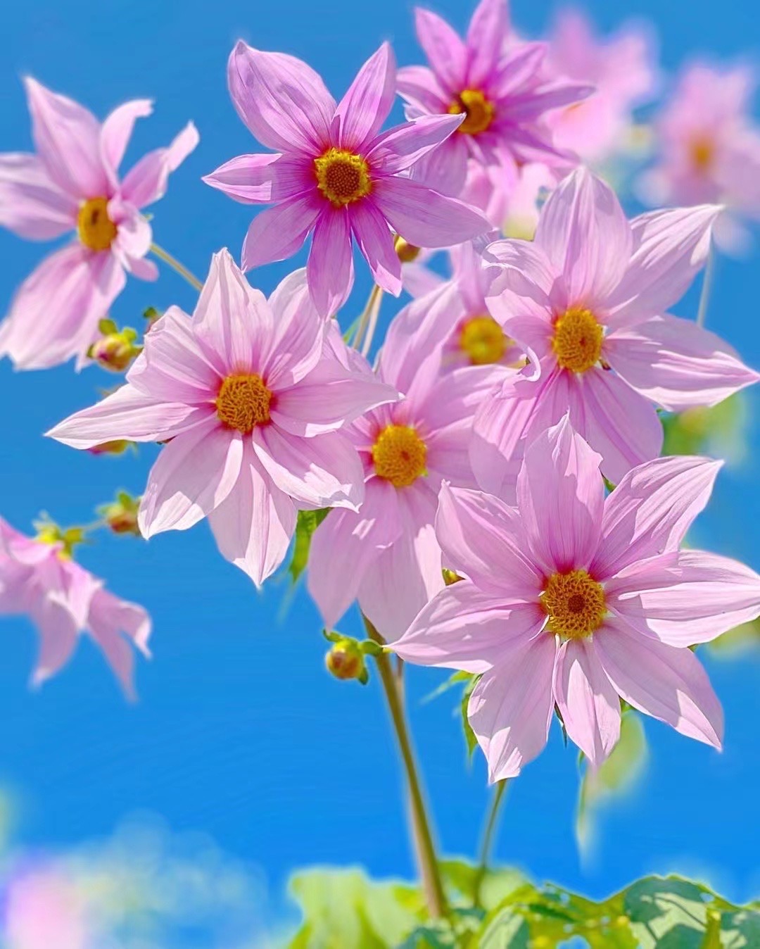 帝王大丽花【树大丽盆栽 】花量巨大，优雅又华丽，一加仑盆栽包