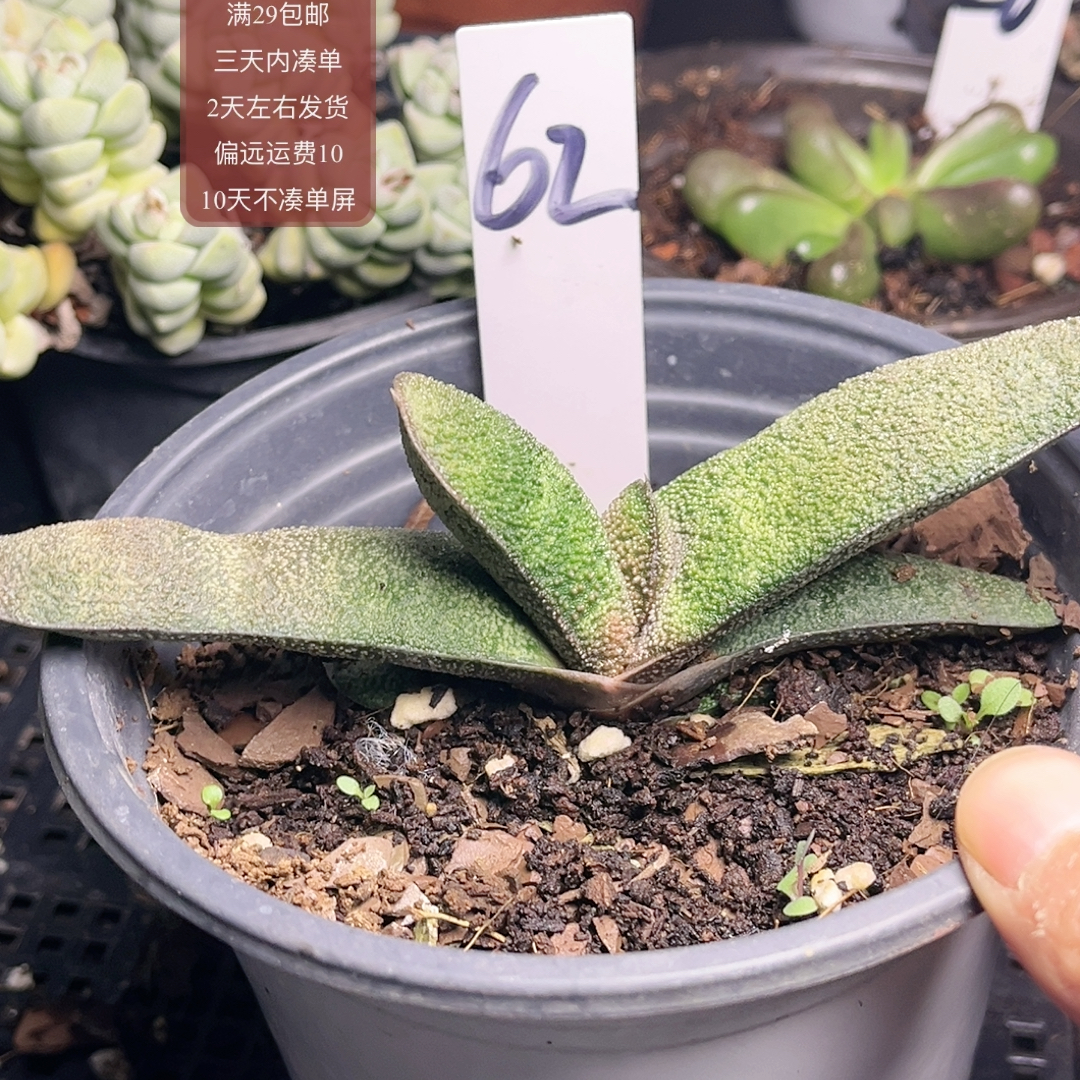 62黑嘤转旋转卧牛满29包邮非偏远2天左右发货