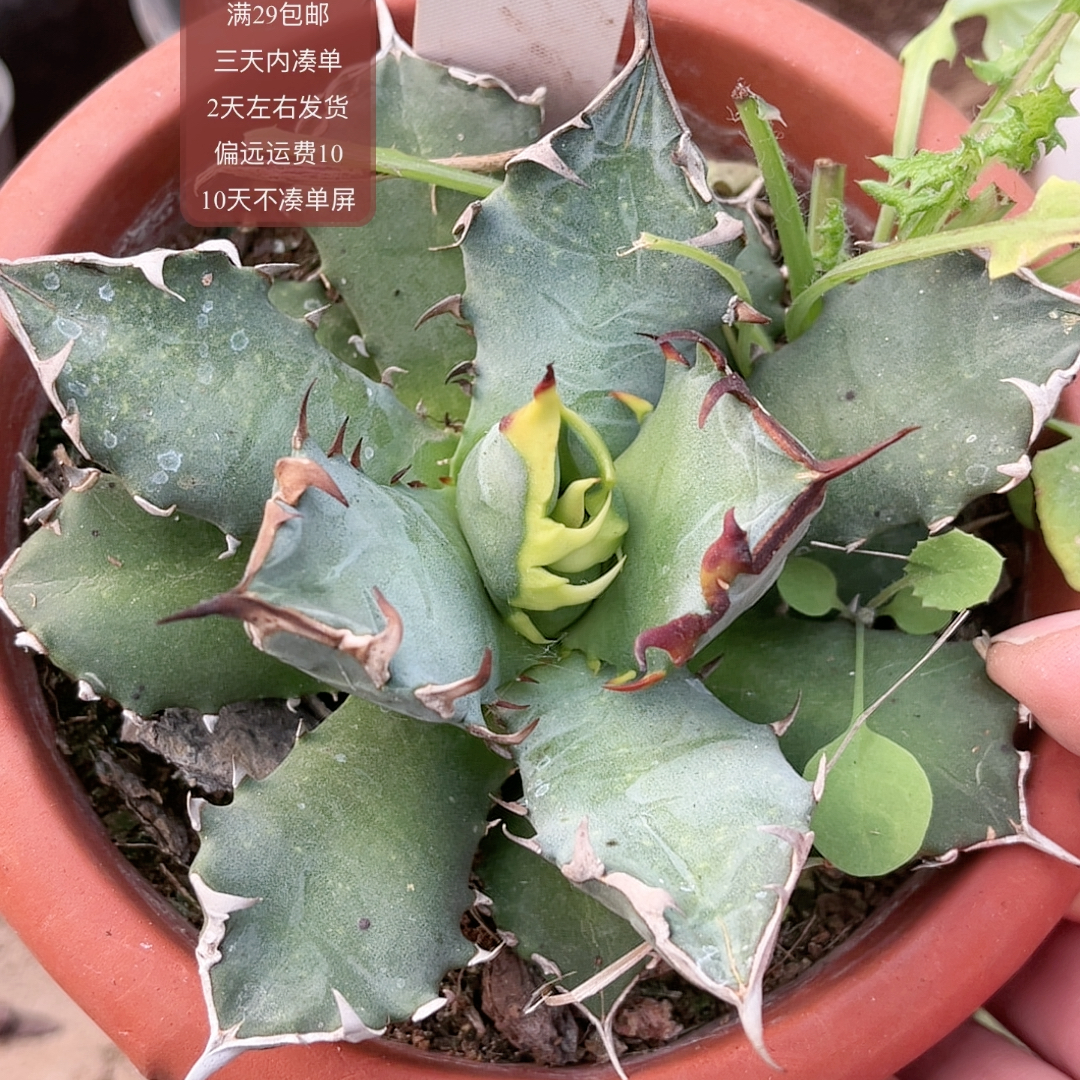 510蓝姬仁王冠满29包邮非偏远2天左右发货