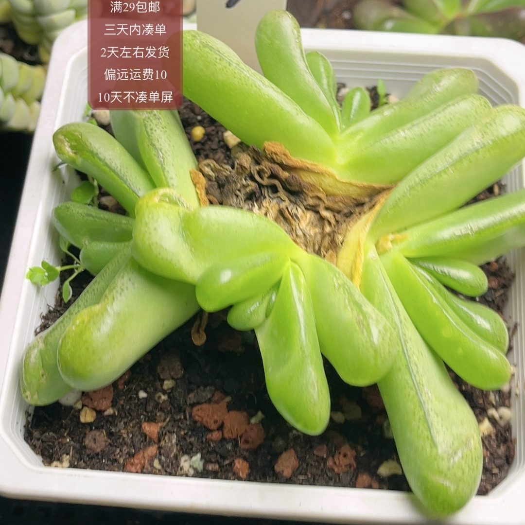 5小舌头番杏实生八年满29包邮非偏远2天左右发货