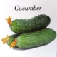 Огурец