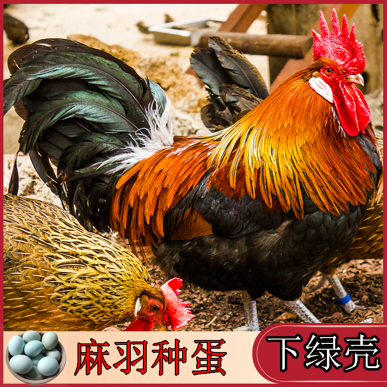 苏禽绿壳种蛋受精蛋可孵化可食用黄羽绿壳蛋鸡受精蛋农家宠物鸡,宠物/宠物食品及用品,宠物鸡,淘宝优惠券,粉丝福利购,淘宝优惠卷
