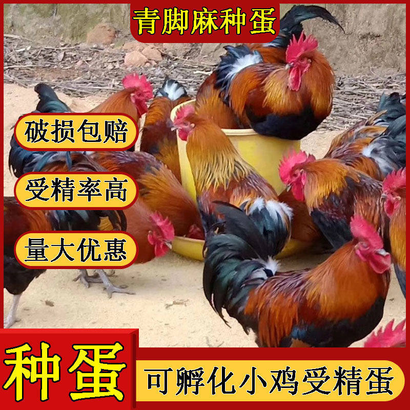 【50枚】快大型青脚麻鸡种蛋受精蛋可孵化小鸡蛋受精种30枚宠物鸡