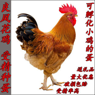 【50枚】良凤花纯种大型品种肉鸡快大三黄鸡可孵化种蛋30枚宠物鸡