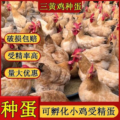 【50枚】纯种三黄鸡受精种蛋可孵化小鸡高受精率 现捡30枚宠物鸡