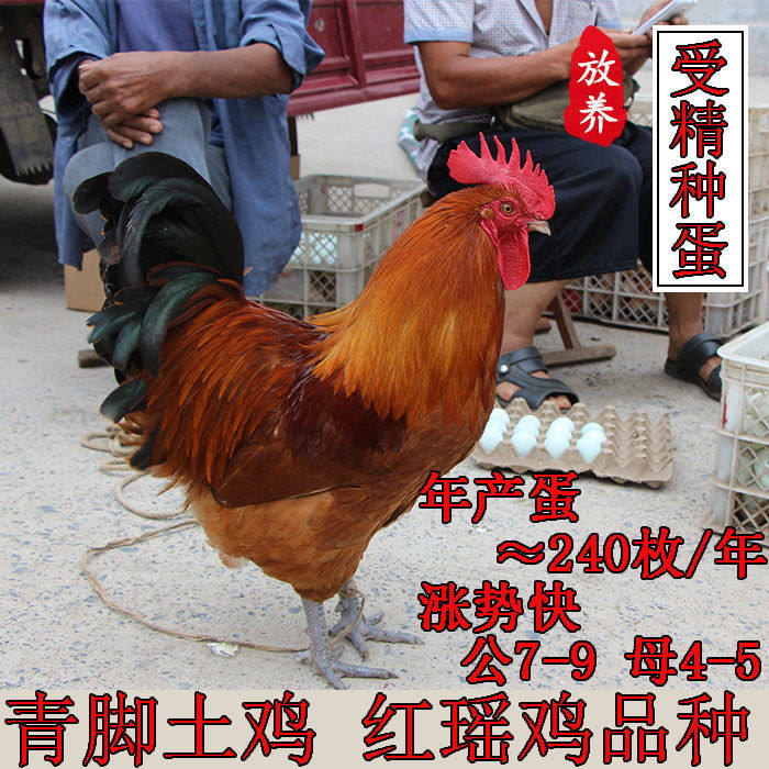 纯种青脚红瑶鸡种蛋可孵化小鸡受精蛋散养土鸡蛋农家散养宠物鸡,宠物/宠物食品及用品,宠物鸡,淘宝优惠券,粉丝福利购,淘宝优惠卷