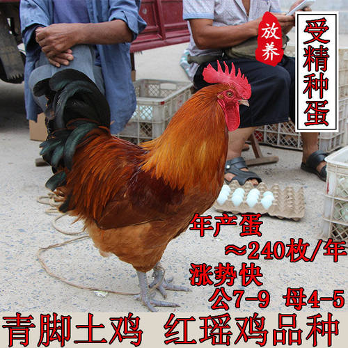 纯种青脚红瑶鸡种蛋可孵化小鸡受精蛋散养土鸡蛋农家散养宠物鸡
