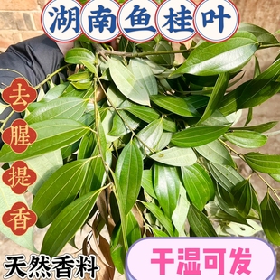 湖南新鲜鱼桂叶现摘去腥提香干湿两用鱼香叶湘菜调味香料叶子香