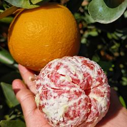 自家果园直发崀山脐橙红心橙新鲜水果孕妇水果脆甜多汁新鲜脐橙