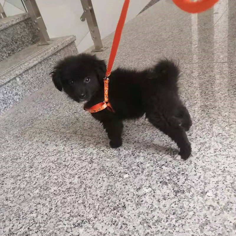 宠物狗牵引绳带遛狗网红时尚加厚结实胸背兔子猫咪茶杯小鹿犬链子