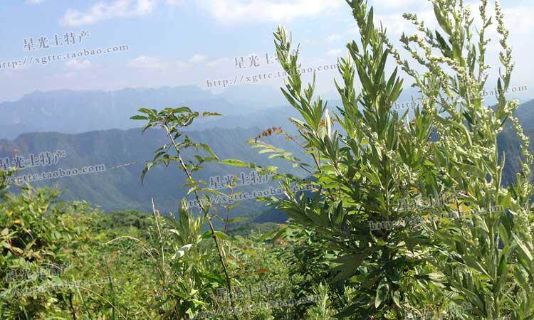 高山野生艾叶艾草艾叶草艾叶泡脚中药材艾条宝宝泡澡常配金银花藤