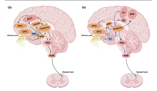 多模态脑影像fMRI/结构/弥散全流程分析，3D Slicer影像组学建模
