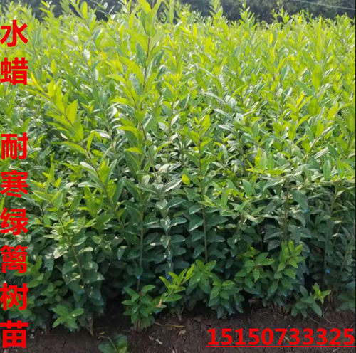 耐寒水蜡树苗金叶小叶女贞球道路围墙庭院绿篱色块苗木