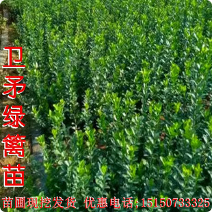 卫矛四季常青耐寒不落叶黄杨树苗冬青苗园林绿化工程北方易成活