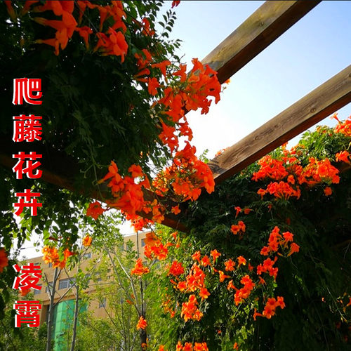 凌霄爬藤植物花苗篱笆庭院绿化攀援花卉家用好看品种盆栽花