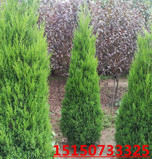 四季常青塔柏松树苗侧柏树桧柏蜀桧圆柏小苗墓地松行道扁柏树苗