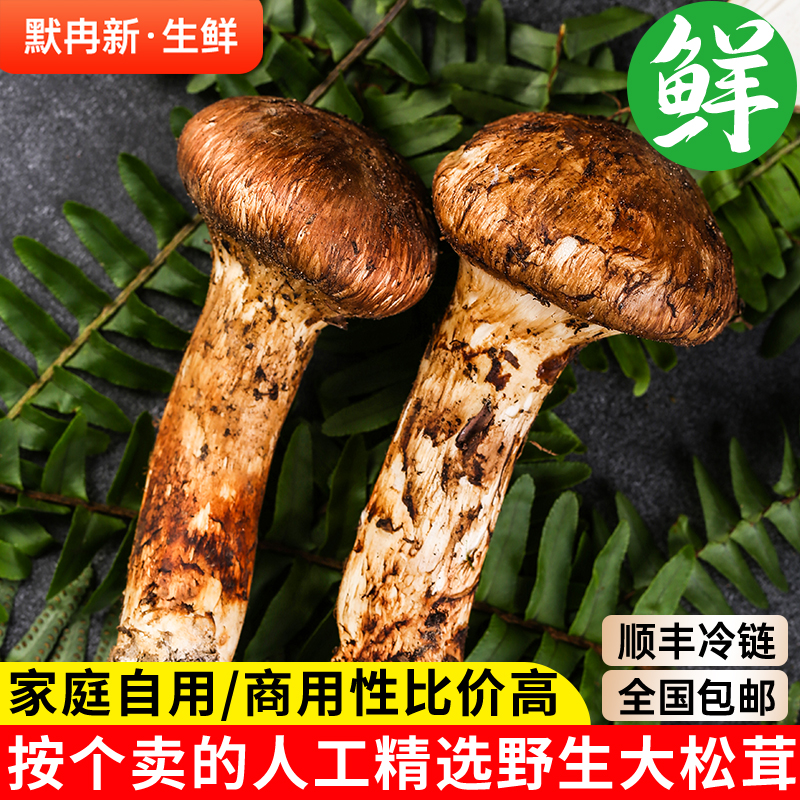 新鲜野生松茸500g二级半开伞