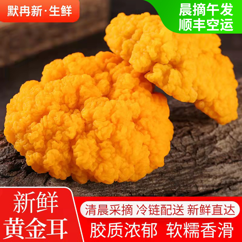 【现货】现摘鲜金耳菌500g云南新鲜植物燕窝蘑菇刺身黄金菇包邮