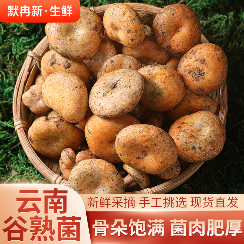 野生菌当季时令寒菌鲜松乳菇