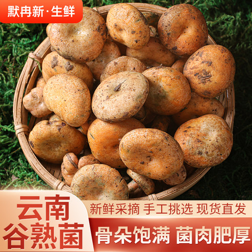 野生菌当季时令寒菌鲜松乳菇