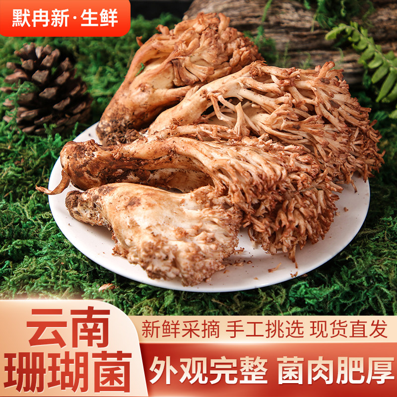 【现货】新鲜珊瑚菌2斤 云南当季菌菇野生龙爪菇鲜扫把菌鲜菌蘑菇