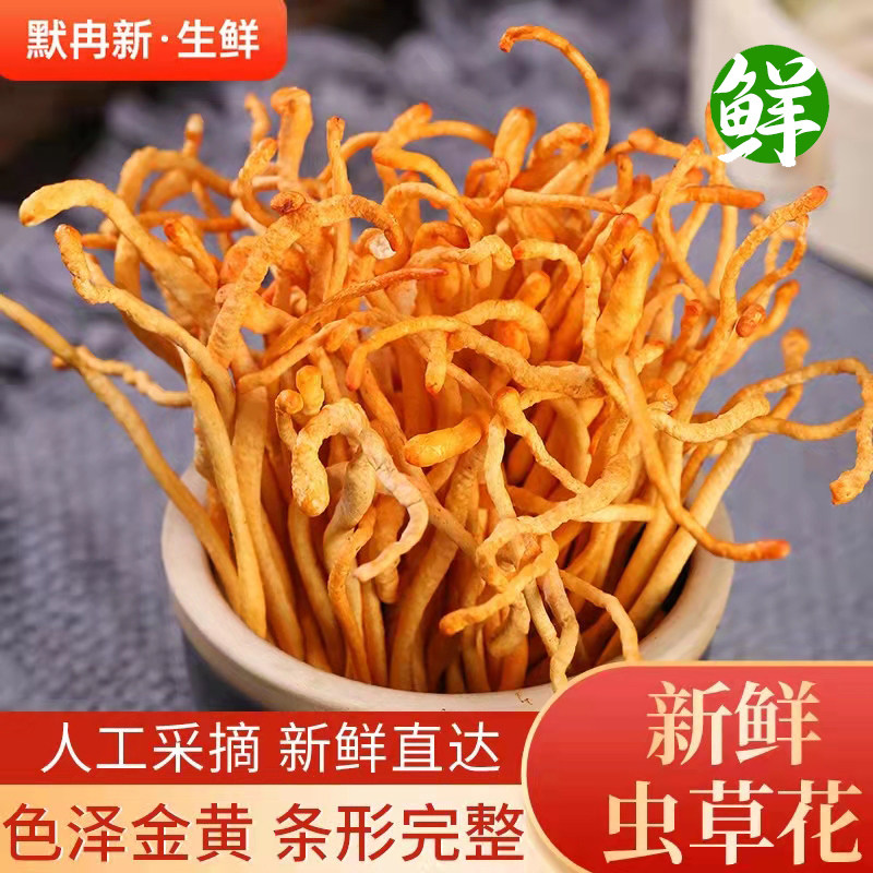 【现货】新鲜虫草花500g 无硫孢子头北金蛹虫草菇煲汤非干货包邮
