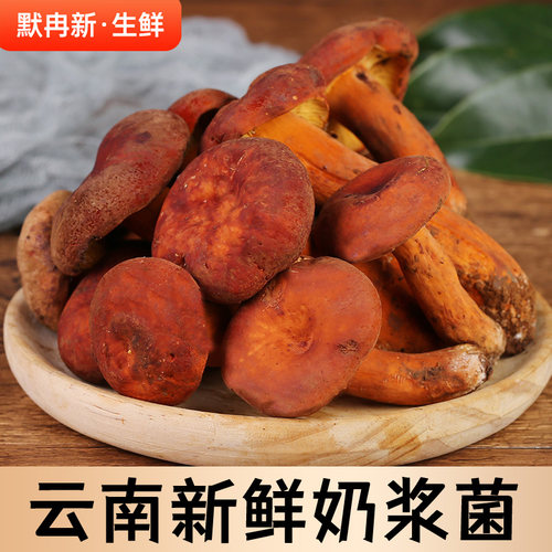 当季时令野生奶浆菌食用菌蘑菇