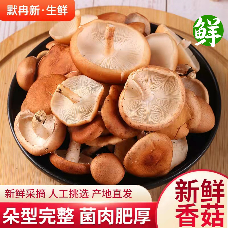 【现货】新鲜小香菇1斤装 云南当季香信鲜菌食用菌菇蘑菇野生香覃