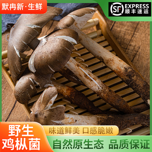 现摘当季时令鸡枞荔枝菌食用菌