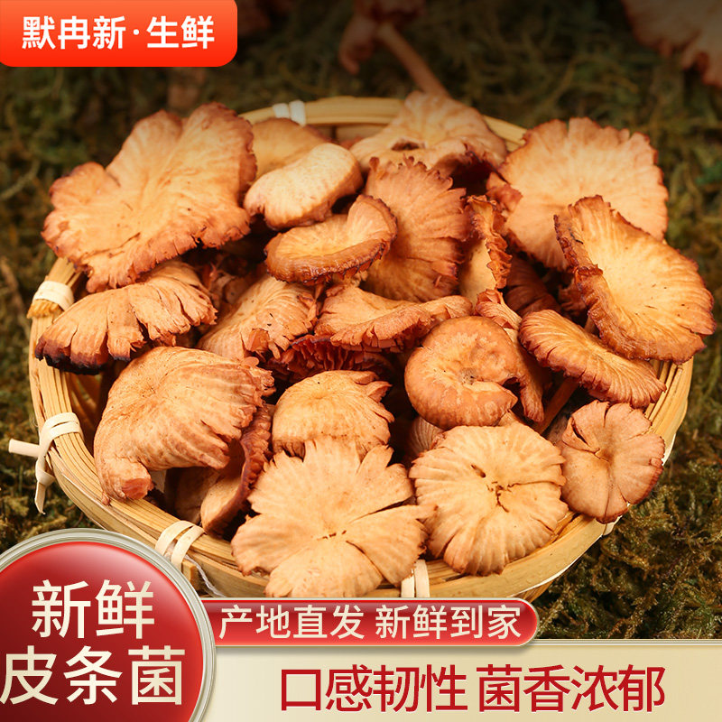 当季野生皮条菌食用菌蘑菇鲜菌
