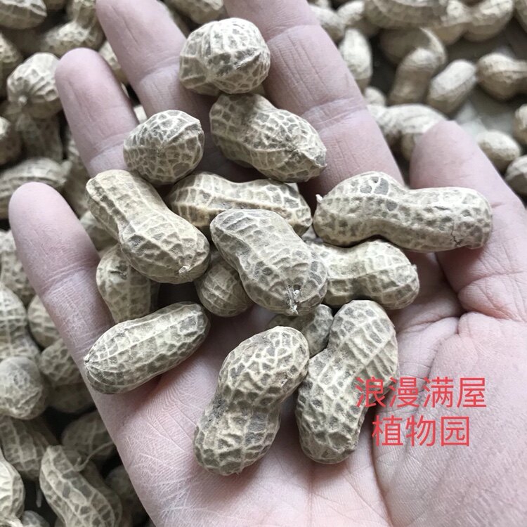 农家传统麻衣花生种小花生家传多年老种子果香壳薄非转基因可留种图片