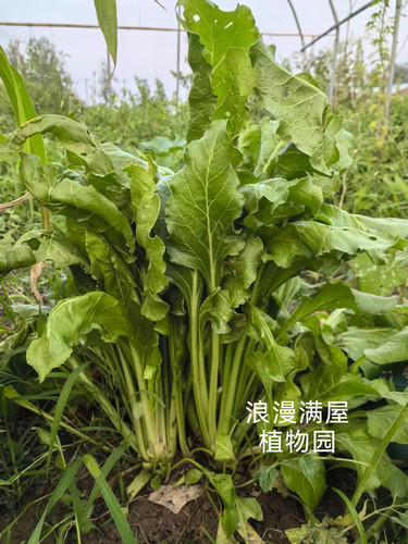 农家传统根达菜种子 土种子 非转基因 老种子可留种