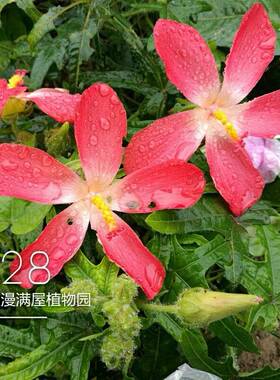 五指山人参箭叶秋葵阳台易种植