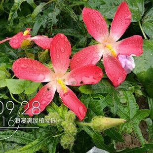 五指山人参箭叶秋葵种子可红花马宁观花阳台庭院田园易种植中草药
