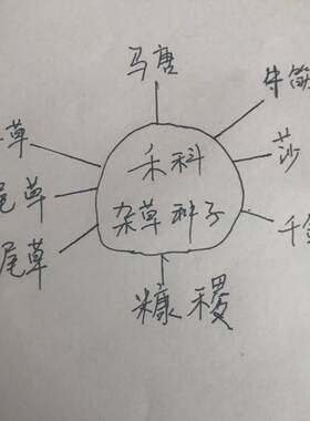 禾科杂草种子马唐牛筋草莎草 糠稷 千金子狼尾草狗尾巴草稗草实验