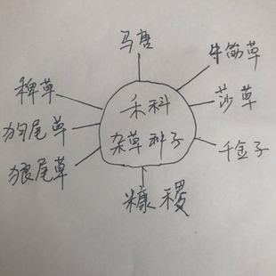 禾科杂草种子马唐牛筋草莎草 糠稷 千金子狼尾草狗尾巴草稗草实验