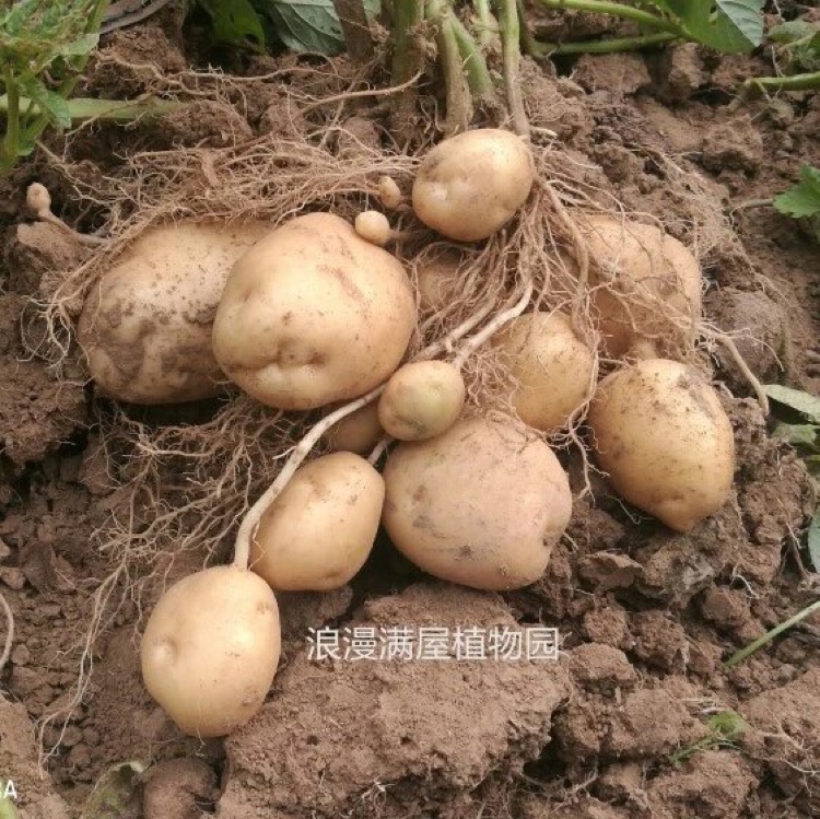 农家传统马铃薯种子农村土豆洋芋种 非转基因非杂交老品种可留种