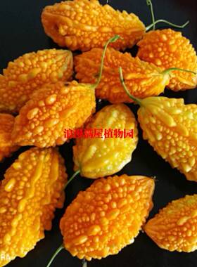 水果金铃子阳台爬藤可留种癞葡萄